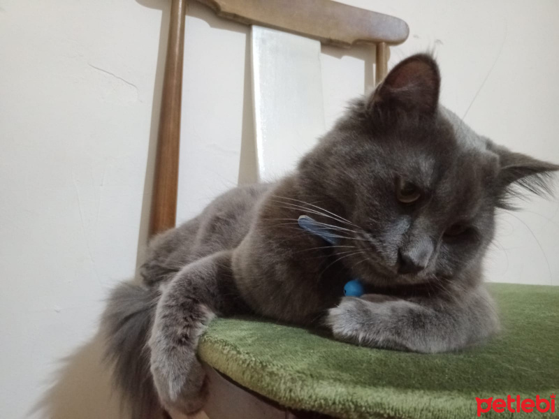Mavi Rus, Kedi  Prenses fotoğrafı