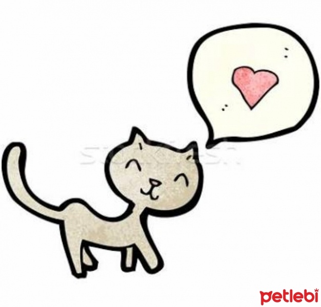 Tekir Kedi, Kedi  Umut fotoğrafı