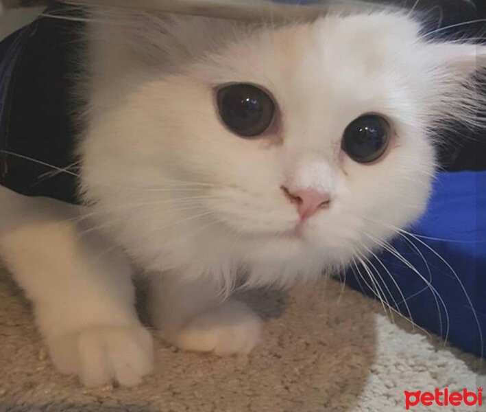 Scottish Fold, Kedi  Kokoş fotoğrafı