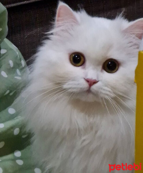 Scottish Fold, Kedi  Kokoş fotoğrafı