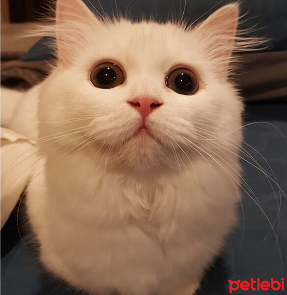 Scottish Fold, Kedi  Kokoş fotoğrafı