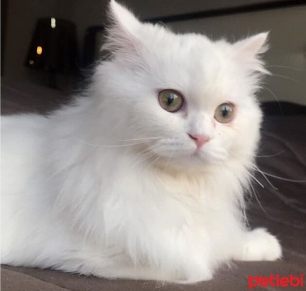 Scottish Fold, Kedi  Kokoş fotoğrafı