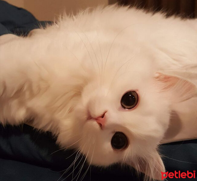 Scottish Fold, Kedi  Kokoş fotoğrafı