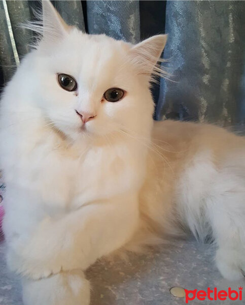 Scottish Fold, Kedi  Kokoş fotoğrafı