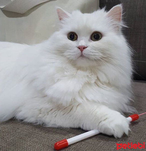 Scottish Fold, Kedi  Kokoş fotoğrafı