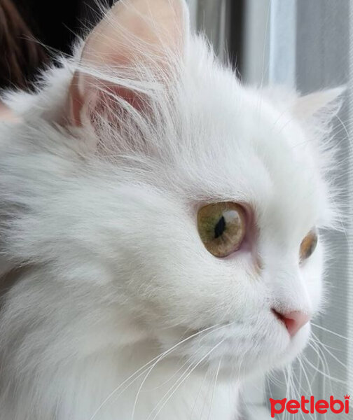 Scottish Fold, Kedi  Kokoş fotoğrafı