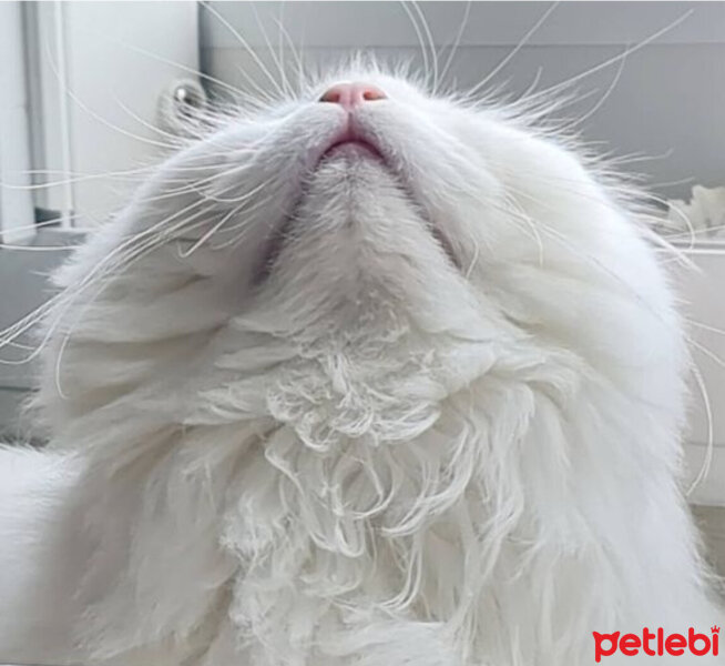 Scottish Fold, Kedi  Kokoş fotoğrafı