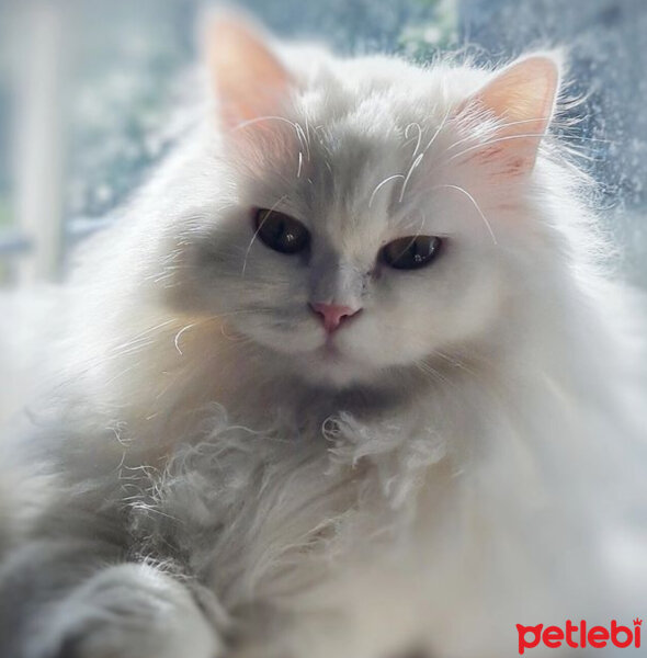 Scottish Fold, Kedi  Kokoş fotoğrafı