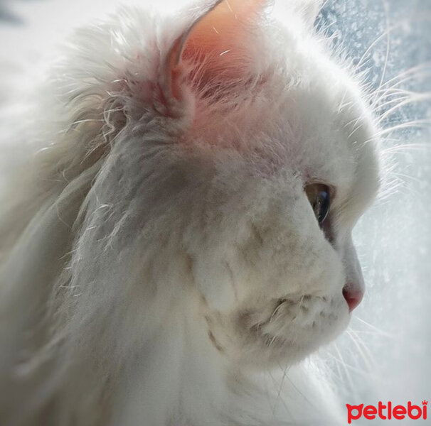 Scottish Fold, Kedi  Kokoş fotoğrafı