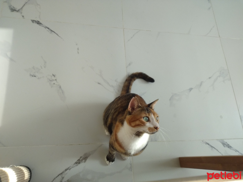 Tekir Kedi, Kedi  Zeze fotoğrafı