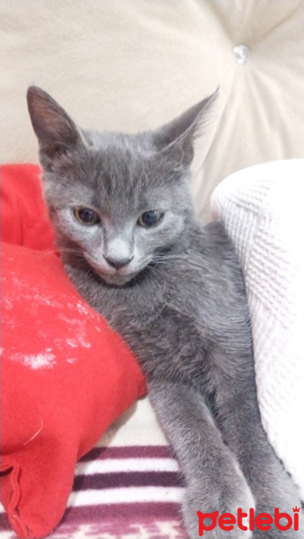 British Shorthair, Kedi  Oscar fotoğrafı