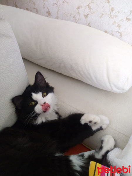 Tuxedo (Smokin) Kedi, Kedi  Raşe fotoğrafı