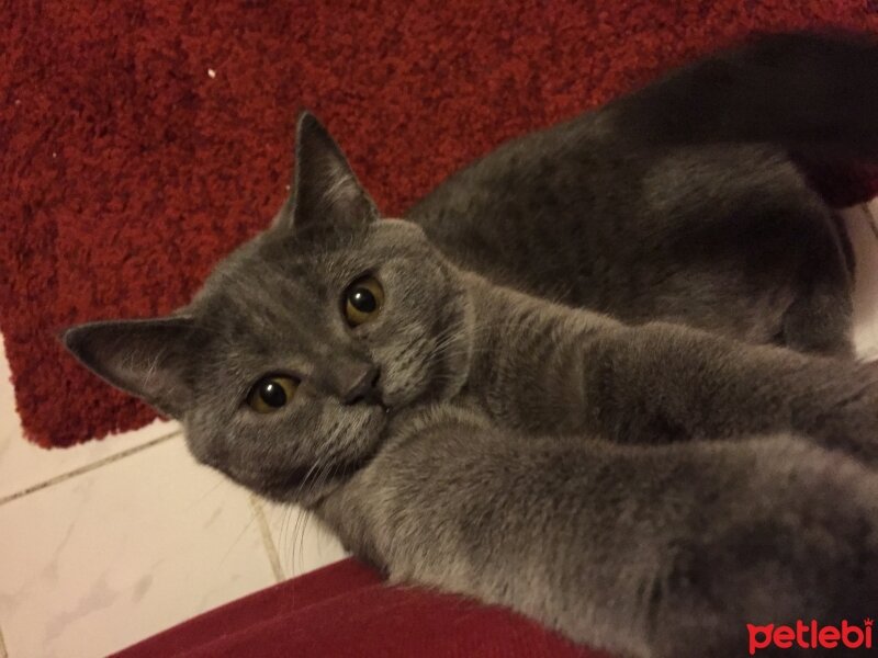 British Shorthair, Kedi  Hera fotoğrafı