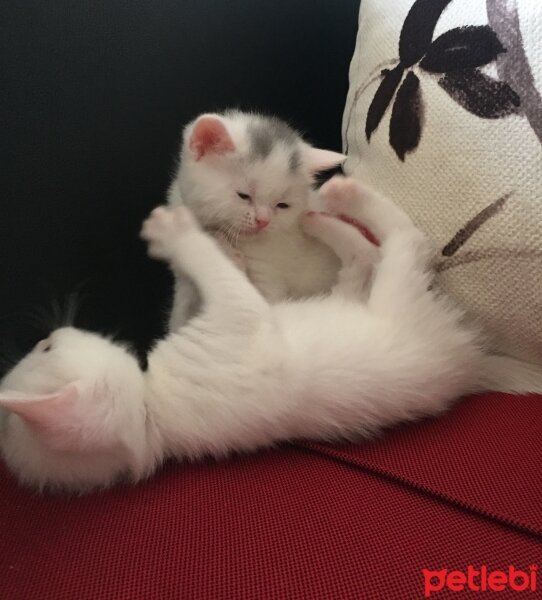 British Shorthair, Kedi  Hera fotoğrafı