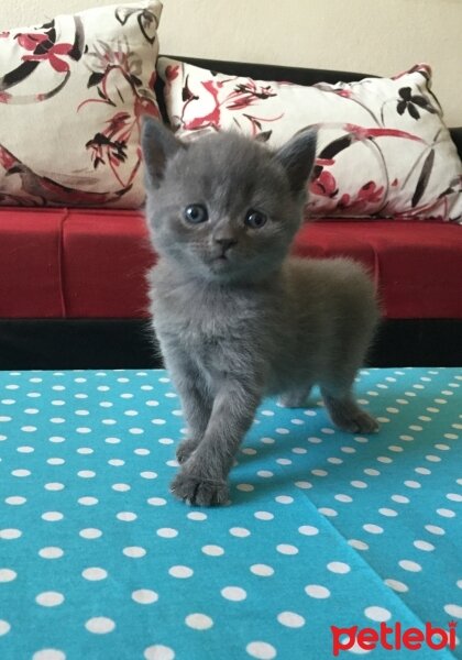 British Shorthair, Kedi  Hera fotoğrafı