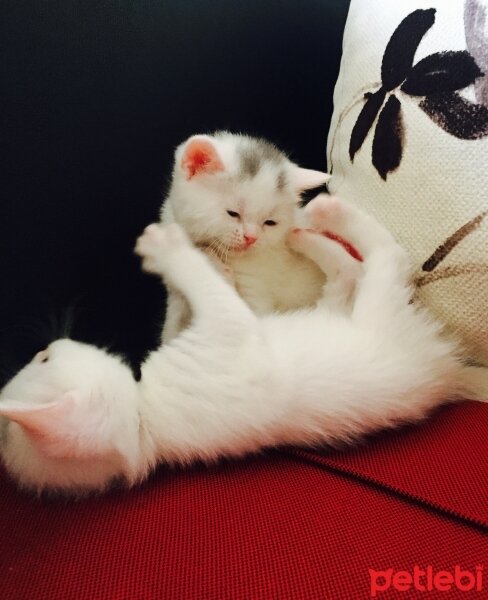 British Shorthair, Kedi  Hera fotoğrafı