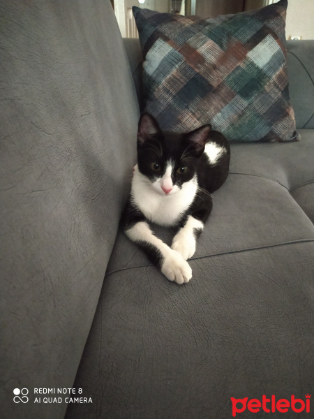 Tekir Kedi, Kedi  Demir fotoğrafı