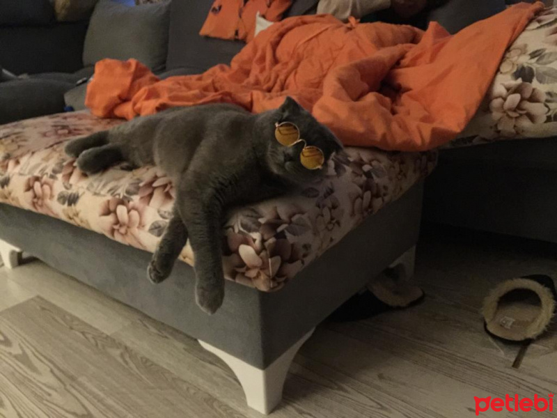 Scottish Fold, Kedi  Hayalet fotoğrafı