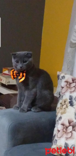 Scottish Fold, Kedi  Hayalet fotoğrafı