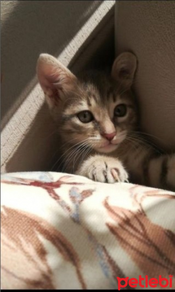 Tekir Kedi, Kedi  anes fotoğrafı