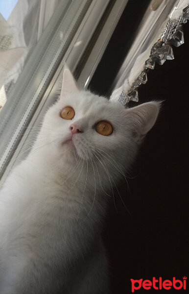 British Shorthair, Kedi  Paris fotoğrafı