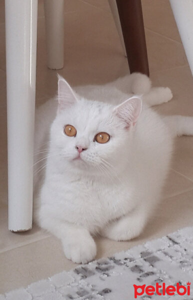 British Shorthair, Kedi  Paris fotoğrafı