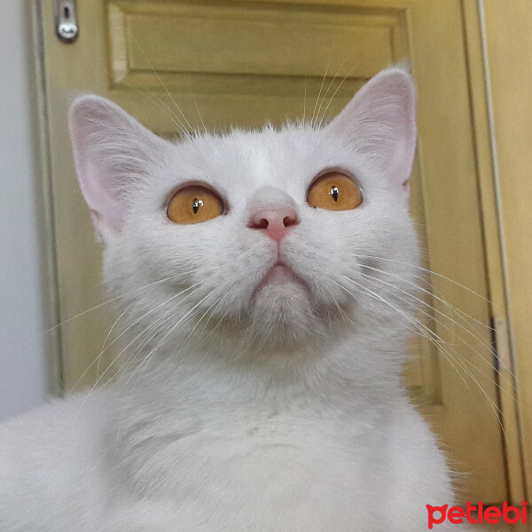 British Shorthair, Kedi  Paris fotoğrafı