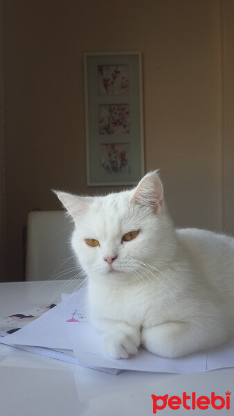 British Shorthair, Kedi  Paris fotoğrafı