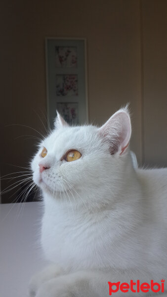 British Shorthair, Kedi  Paris fotoğrafı