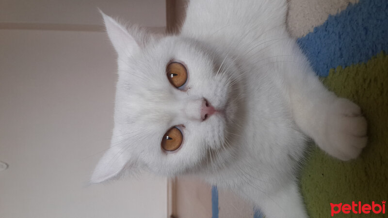 British Shorthair, Kedi  Paris fotoğrafı