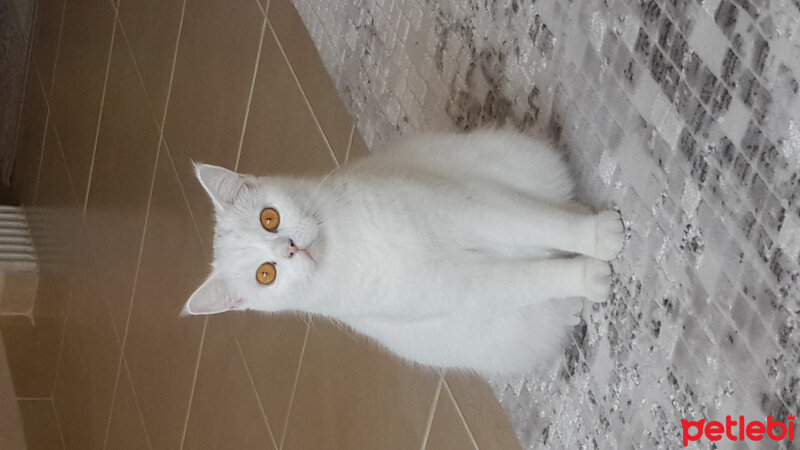 British Shorthair, Kedi  Paris fotoğrafı