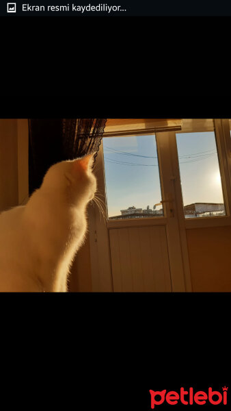 British Shorthair, Kedi  Paris fotoğrafı