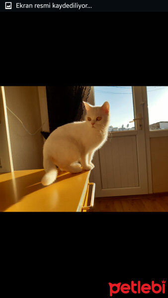 British Shorthair, Kedi  Paris fotoğrafı