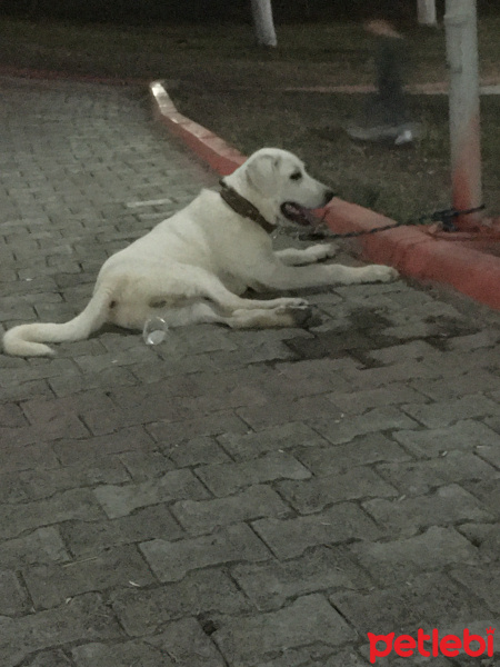 Akbaş, Köpek  Paşa fotoğrafı
