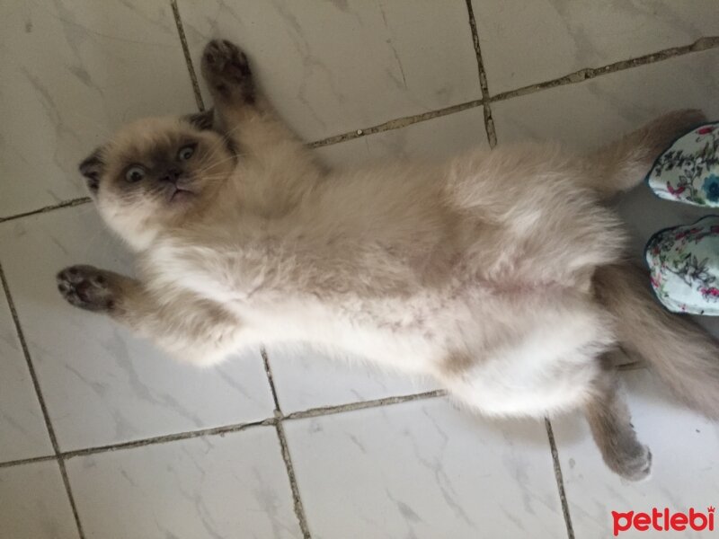 Scottish Fold, Kedi  Luna fotoğrafı