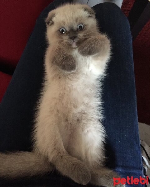 Scottish Fold, Kedi  Luna fotoğrafı