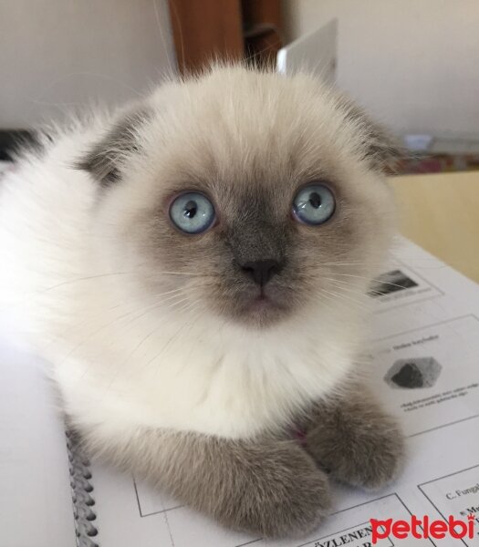 Scottish Fold, Kedi  Luna fotoğrafı