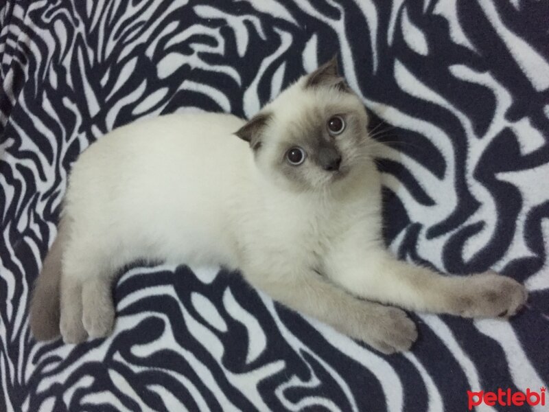 Scottish Fold, Kedi  Luna fotoğrafı