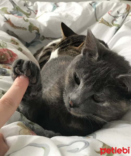 British Shorthair, Kedi  Mia fotoğrafı