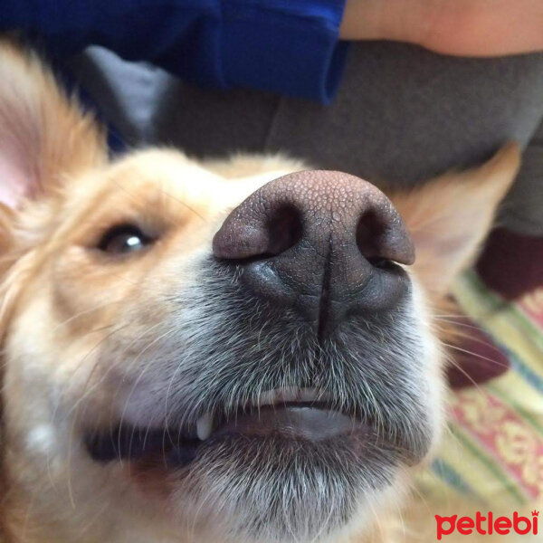 Golden Retriever, Köpek  Pablo fotoğrafı