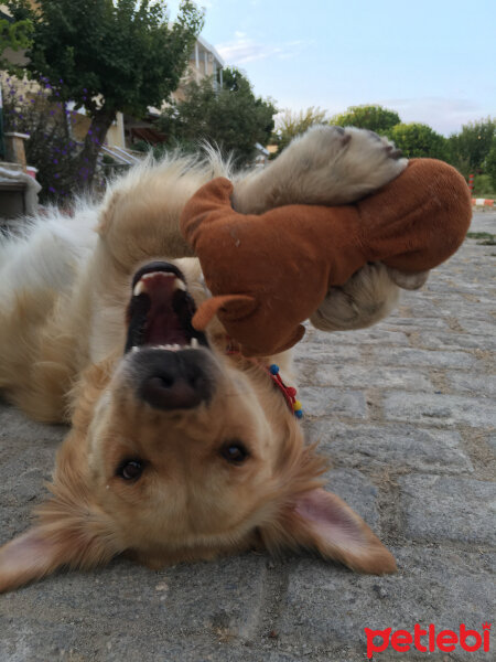 Golden Retriever, Köpek  Pablo fotoğrafı