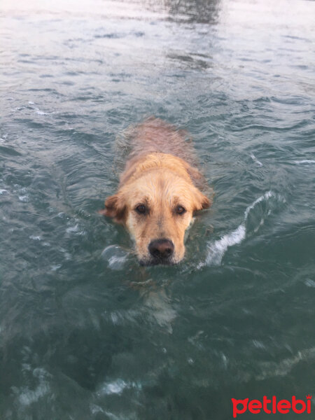 Golden Retriever, Köpek  Pablo fotoğrafı