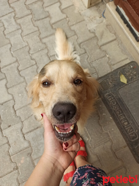 Golden Retriever, Köpek  Gofret fotoğrafı