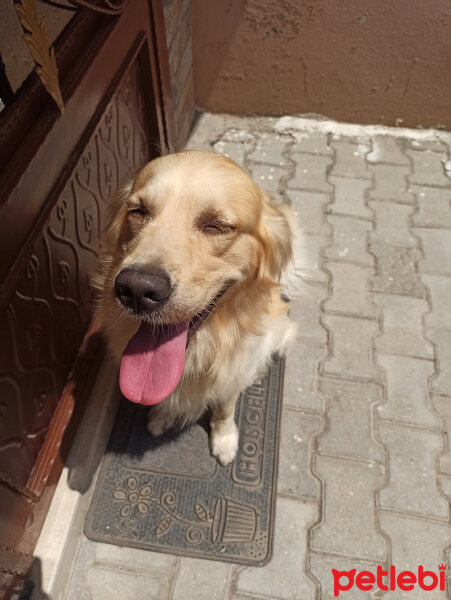 Golden Retriever, Köpek  Gofret fotoğrafı