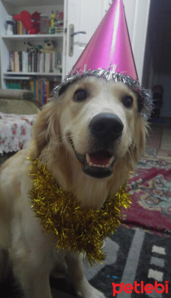 Golden Retriever, Köpek  Gofret fotoğrafı