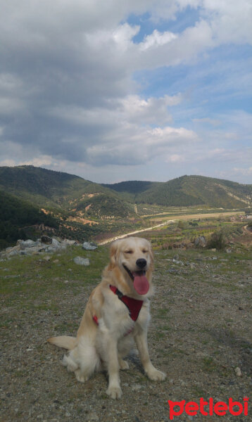 Golden Retriever, Köpek  Gofret fotoğrafı