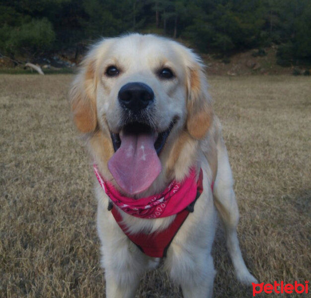 Golden Retriever, Köpek  Gofret fotoğrafı