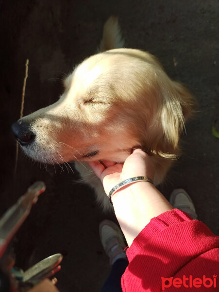 Golden Retriever, Köpek  Gofret fotoğrafı