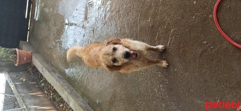 Golden Retriever, Köpek  Gofret fotoğrafı