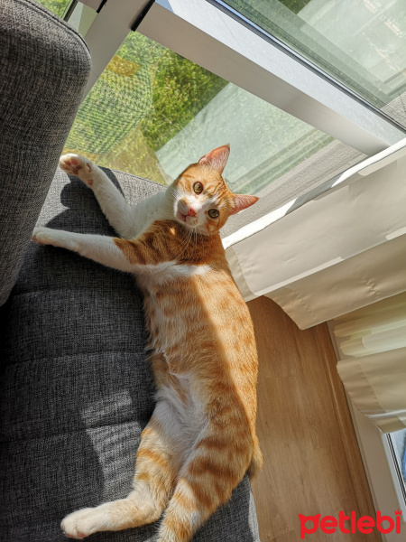 Sarman, Kedi  Pepe fotoğrafı